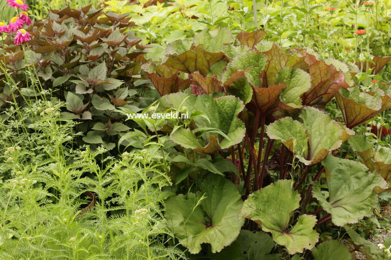 Ligularia dentata 'Othello'