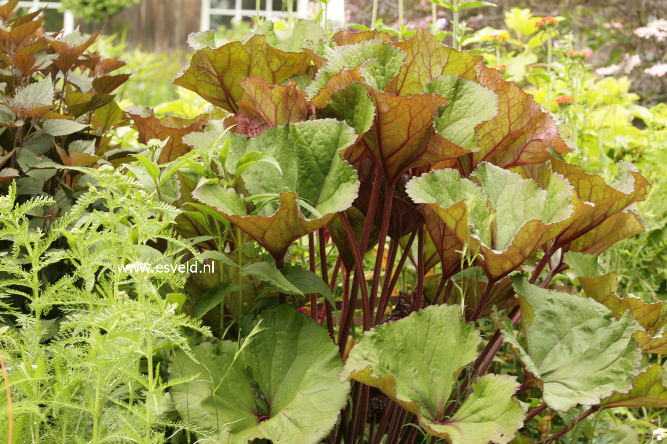 Ligularia dentata 'Othello'