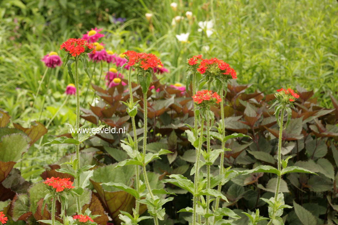 Lychnis chalcedonica