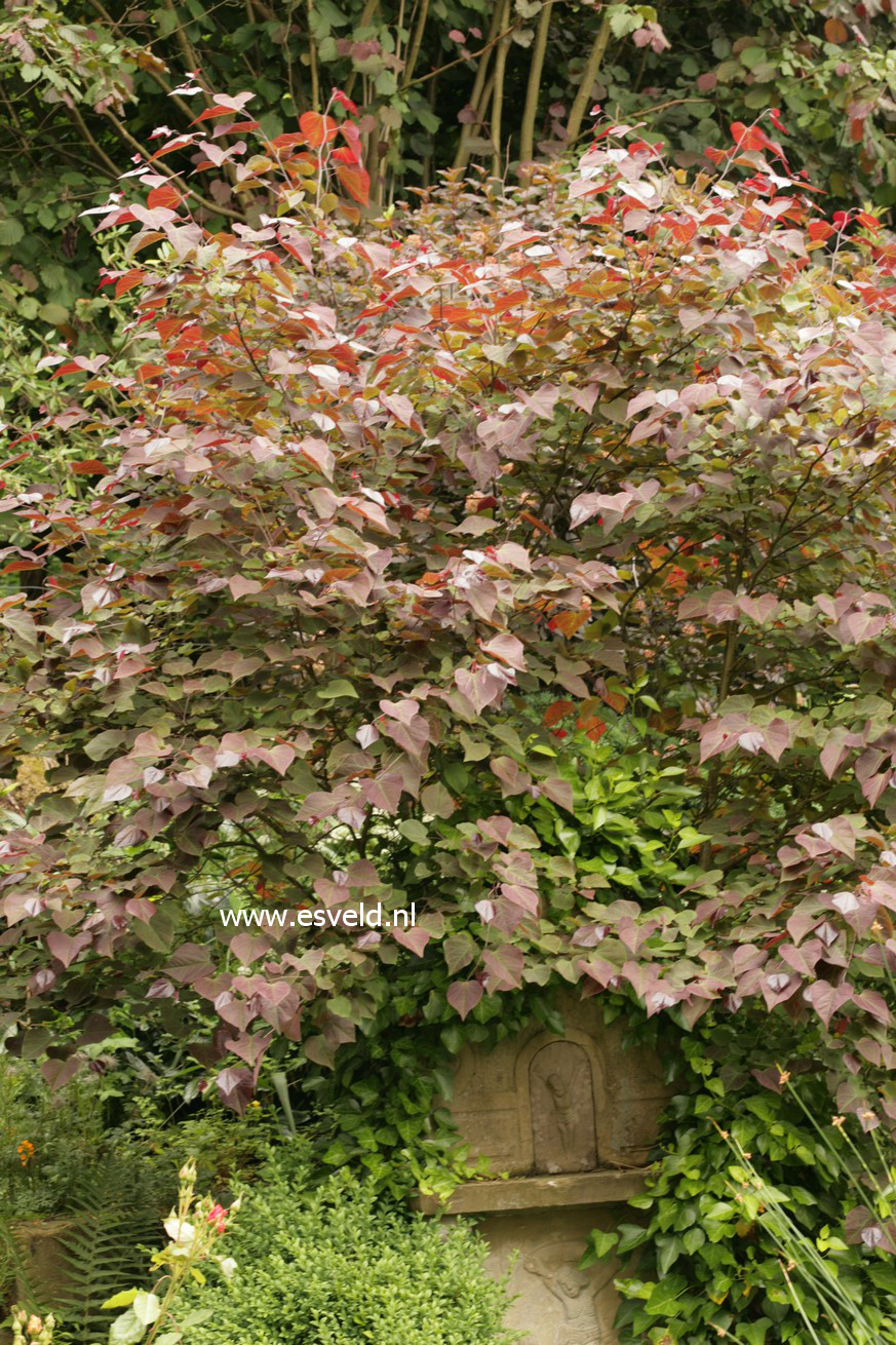 Cercis canadensis 'Forest Pansy'