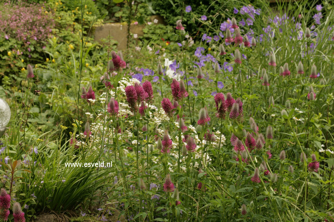 Trifolium rubens