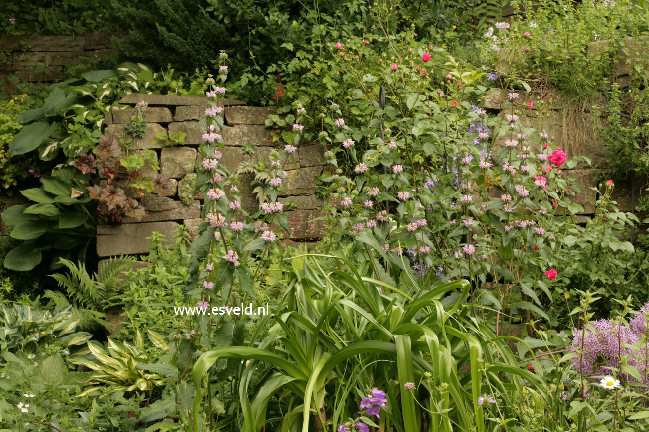 Phlomis tuberosa