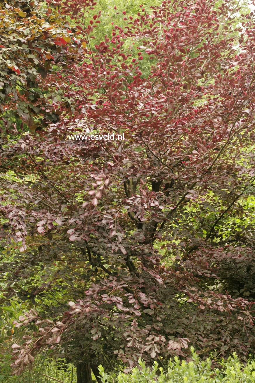 Fagus sylvatica 'Purpurea Tricolor'