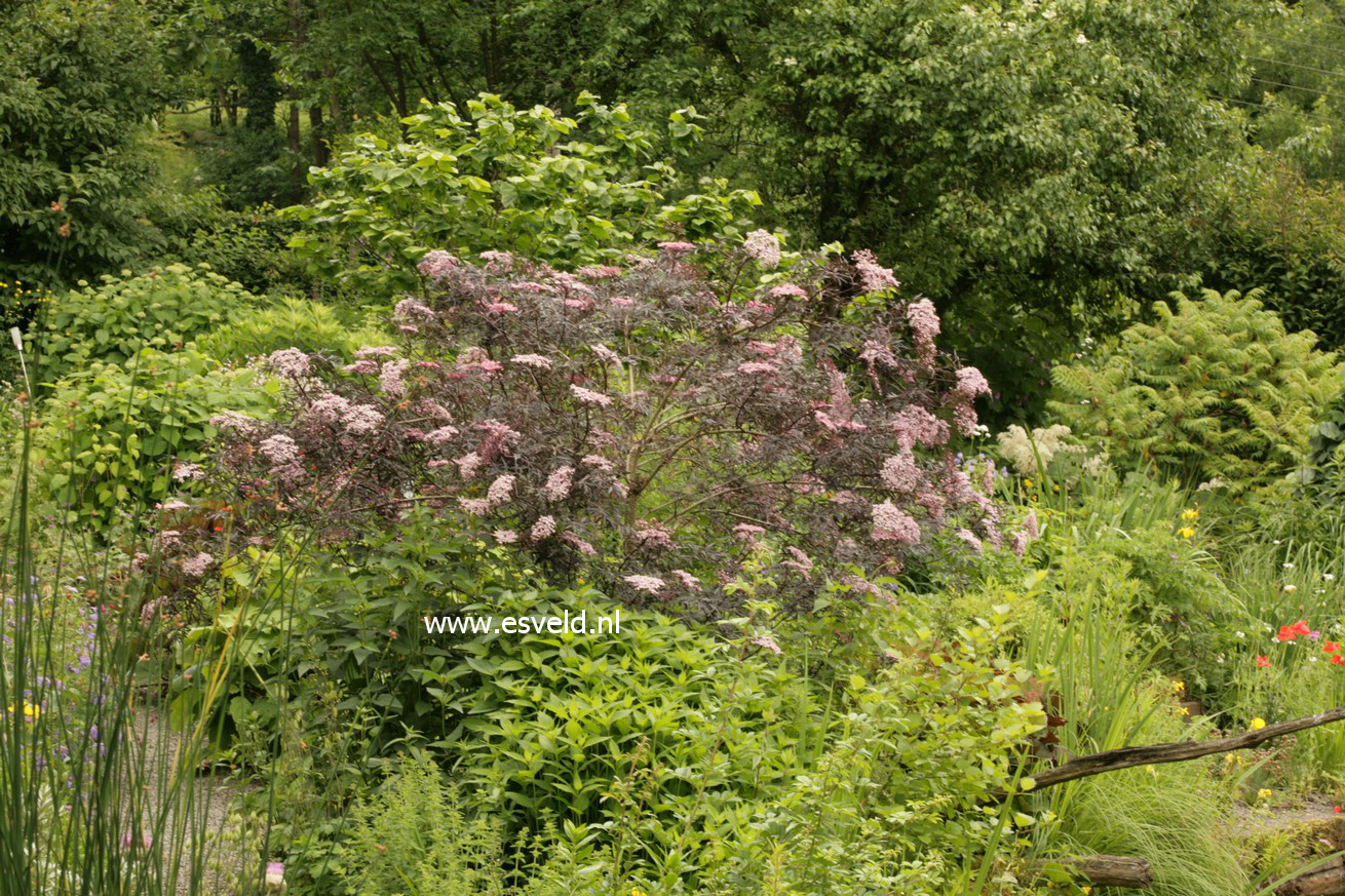 Sambucus nigra 'Eva' (BLACK LACE)