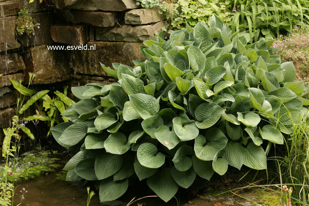 Hosta 'Halcyon'