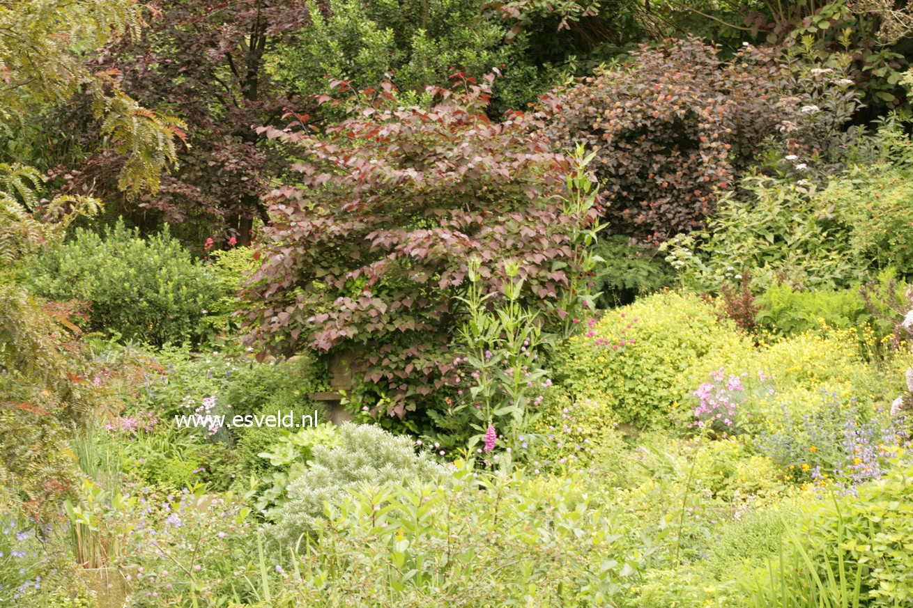 Cercis canadensis 'Forest Pansy'