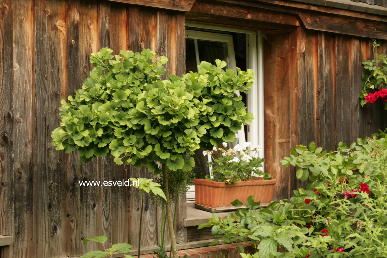 Ginkgo biloba 'Mariken'