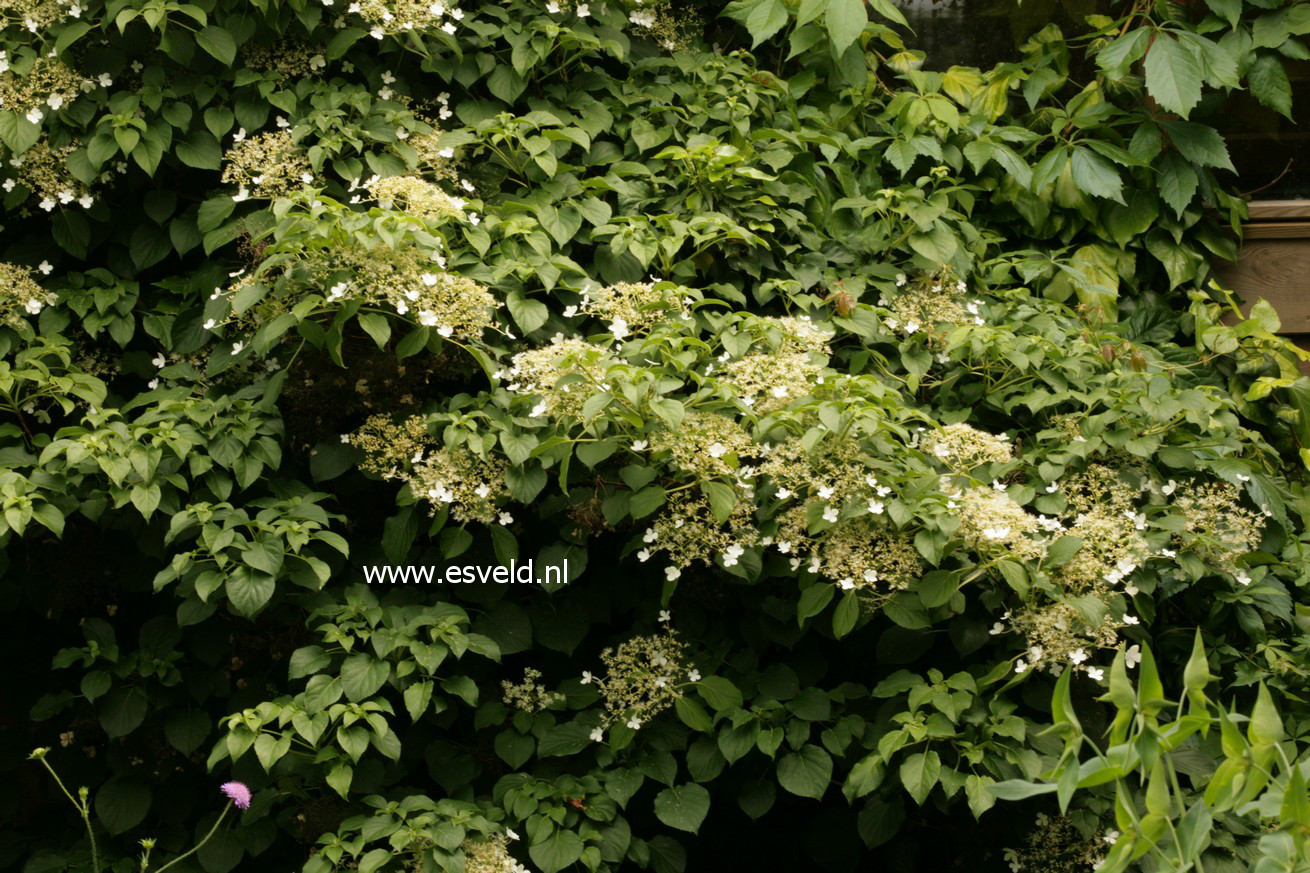 Hydrangea anomala petiolaris