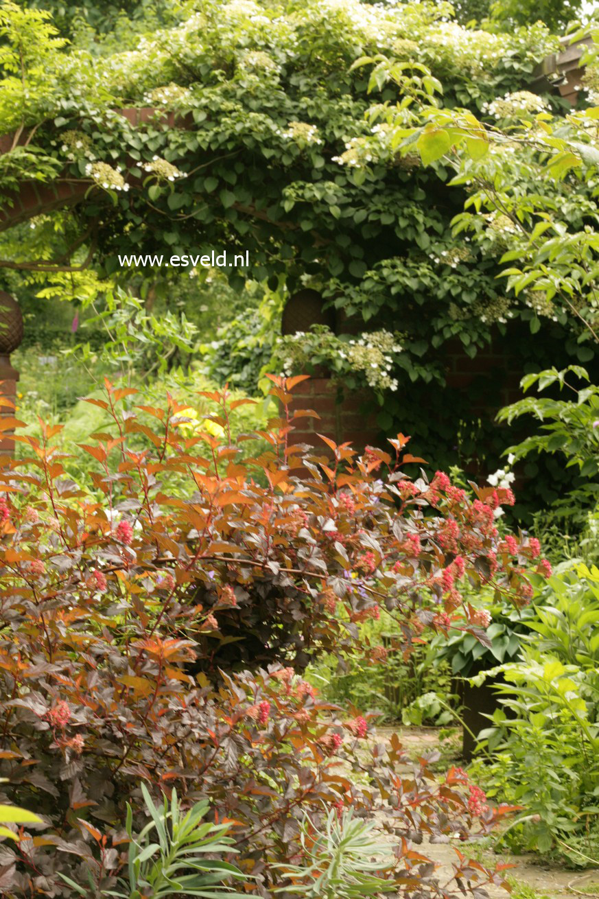 Physocarpus opulifolius 'Mindia' (DIABLE D'OR)