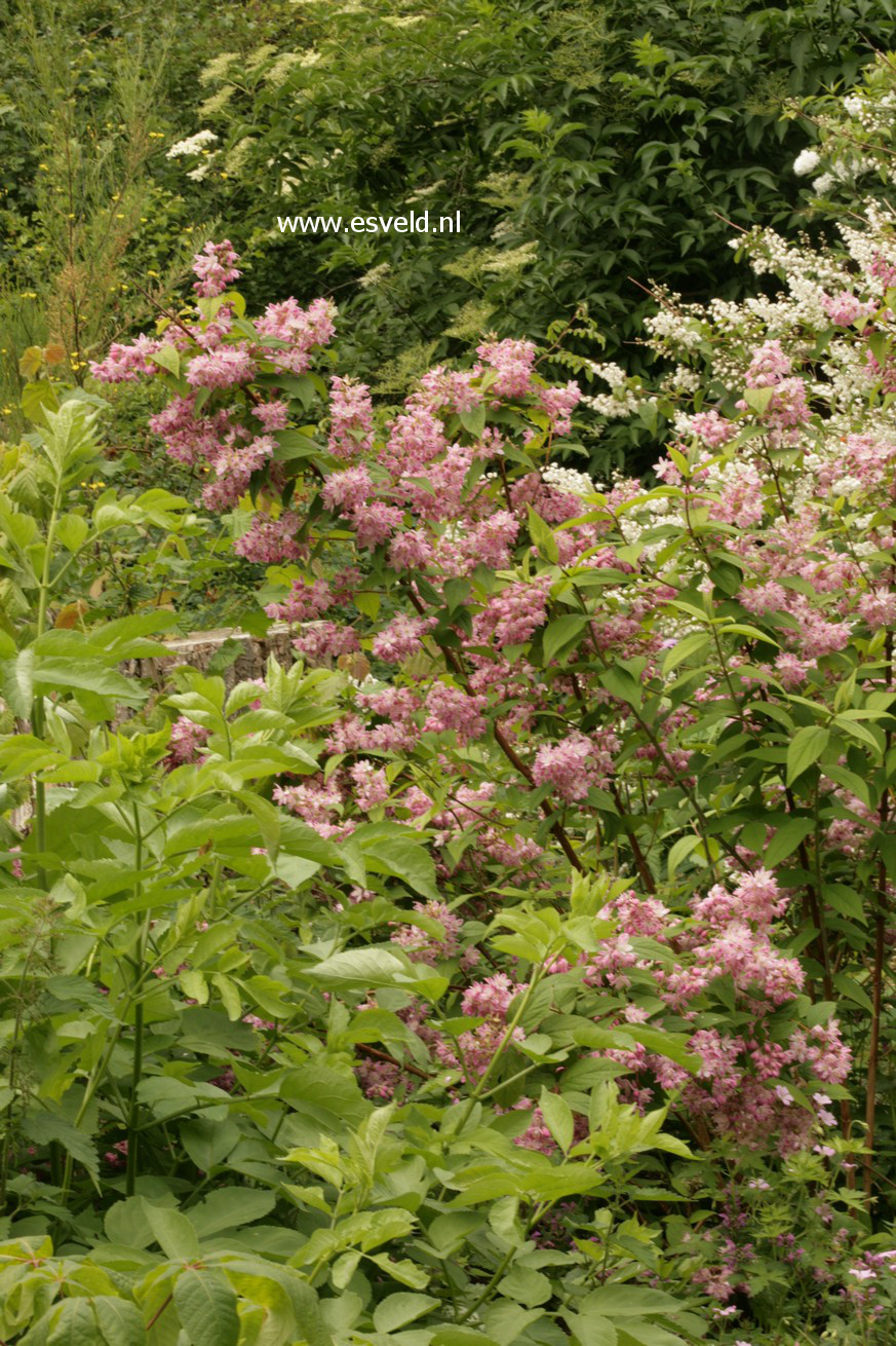 Deutzia hybrida 'Strawberry Fields'