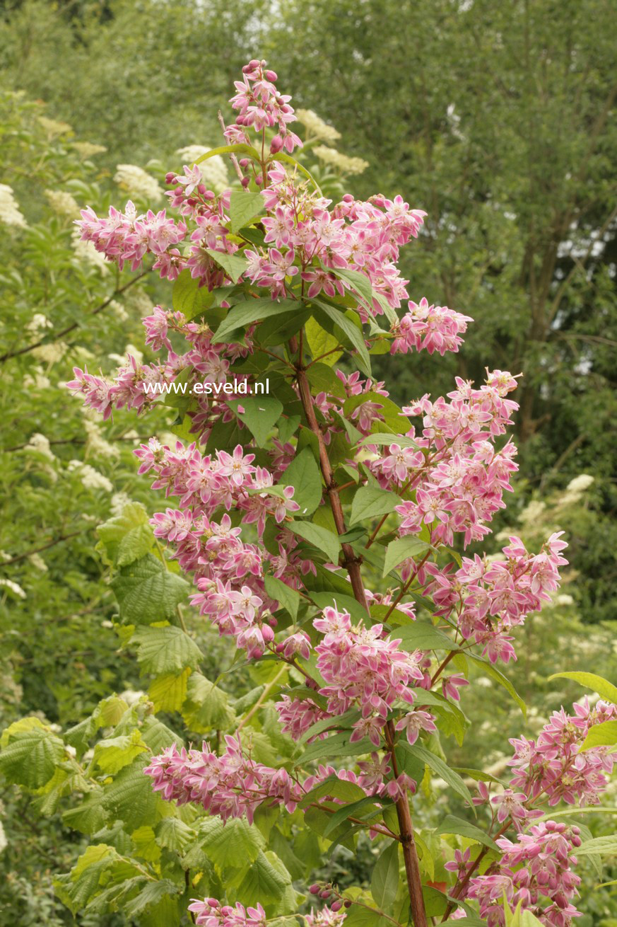 Deutzia hybrida 'Strawberry Fields'