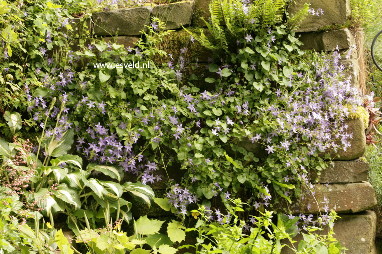 Campanula poscharskyana