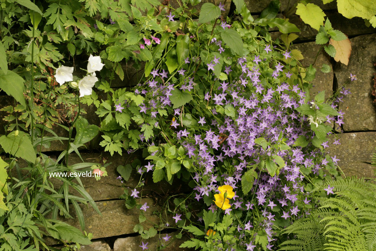 Campanula poscharskyana