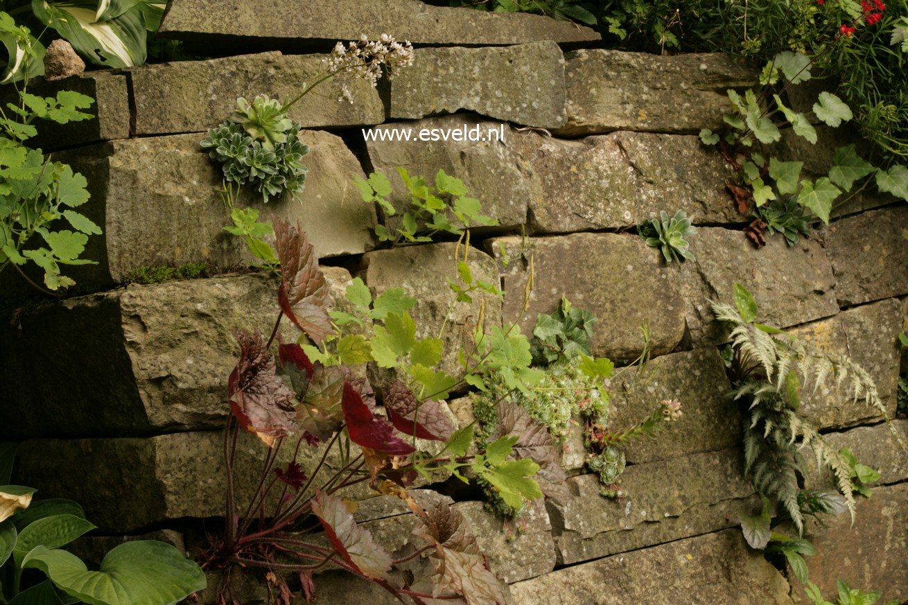 Heuchera micrantha 'Palace Purple'