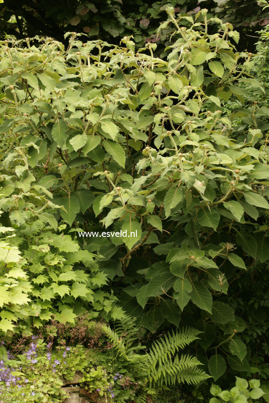 Hydrangea aspera sargentiana