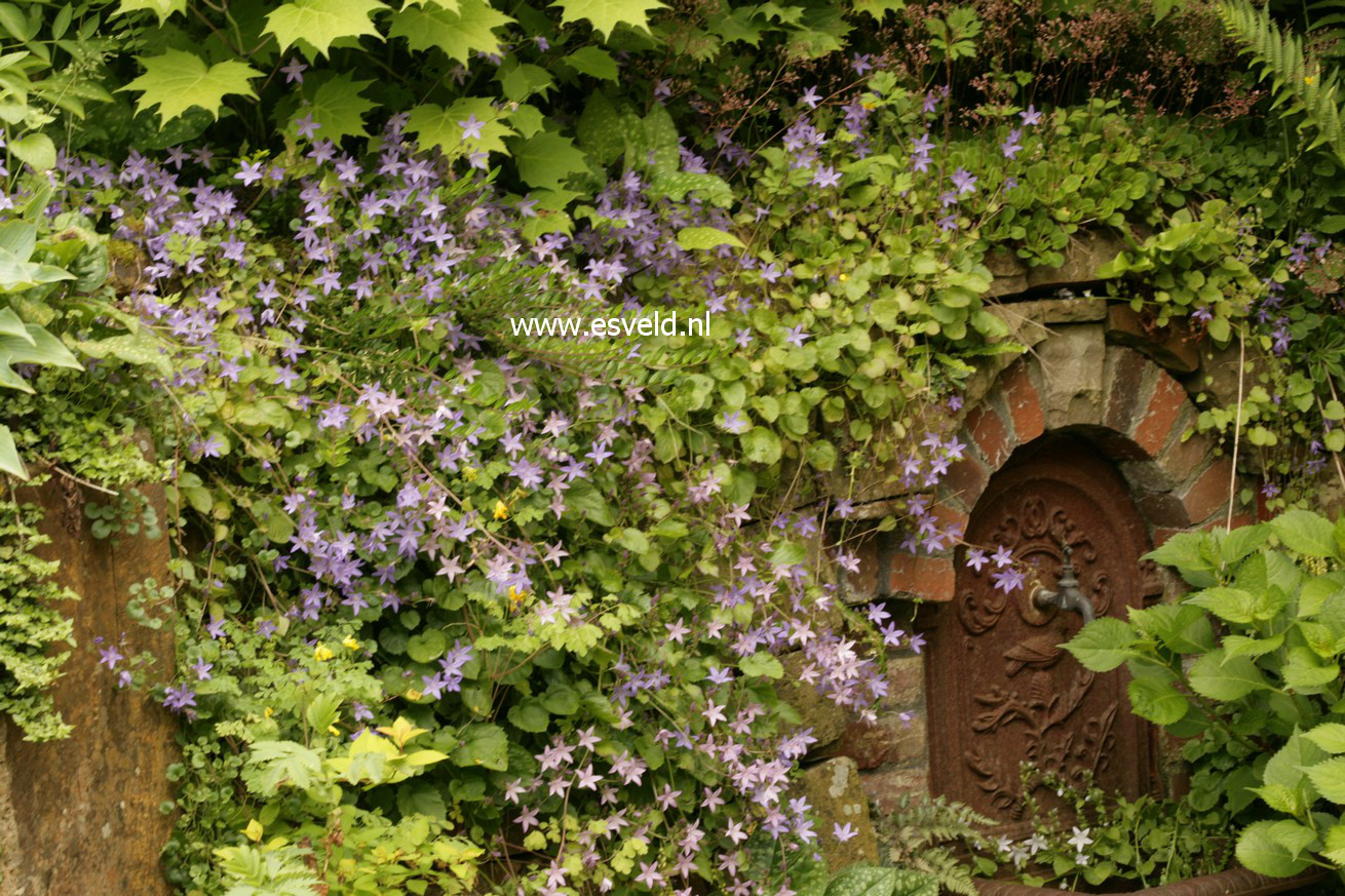 Campanula poscharskyana