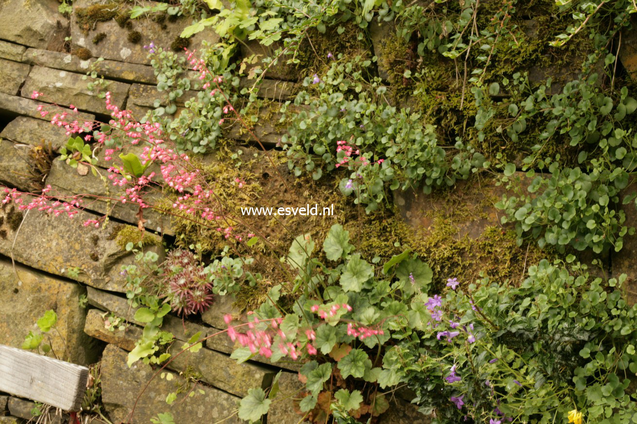 Heuchera 'Paris'