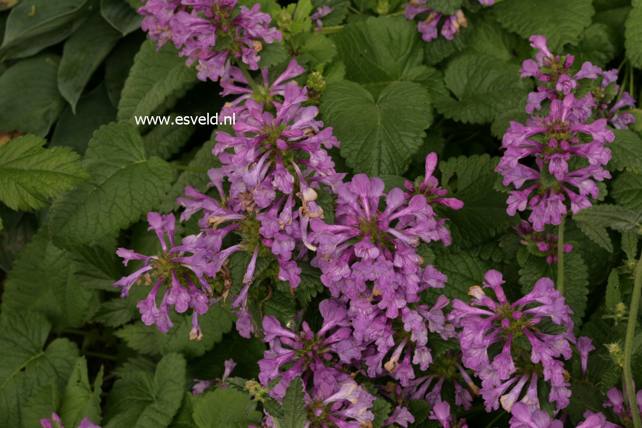 Stachys monnieri 'Hummelo'