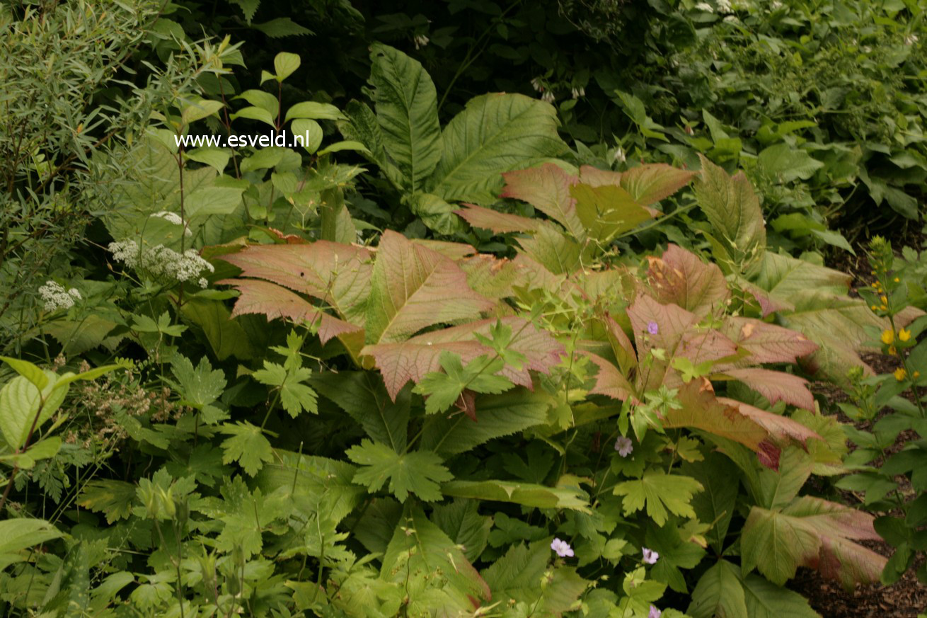 Rodgersia podophylla