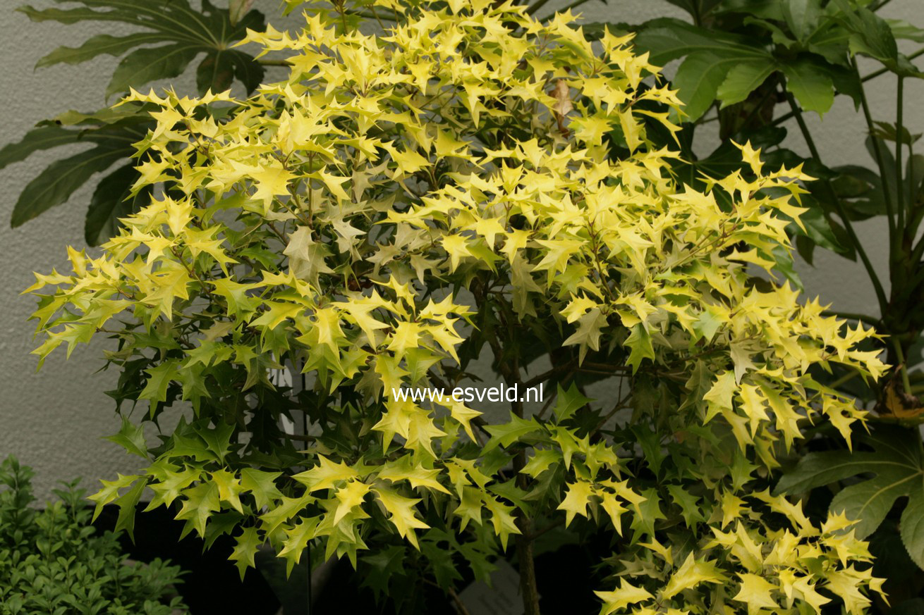 Osmanthus heterophyllus 'Ogon'