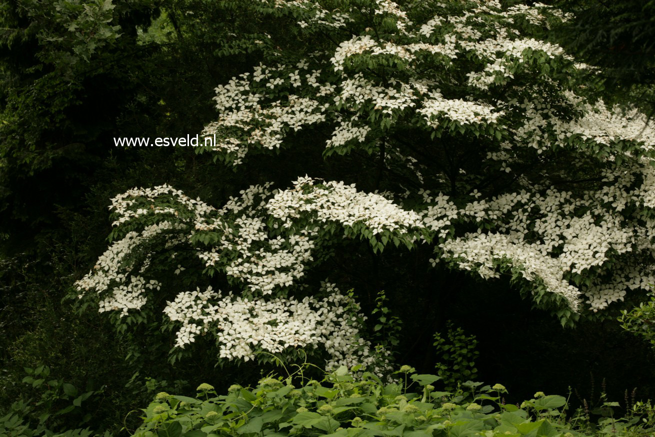 Cornus kousa