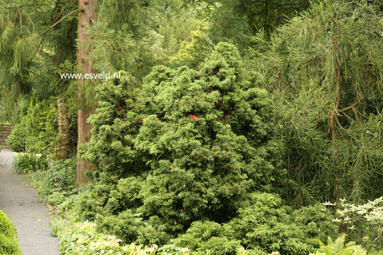 Cryptomeria japonica 'Kilmacurragh'