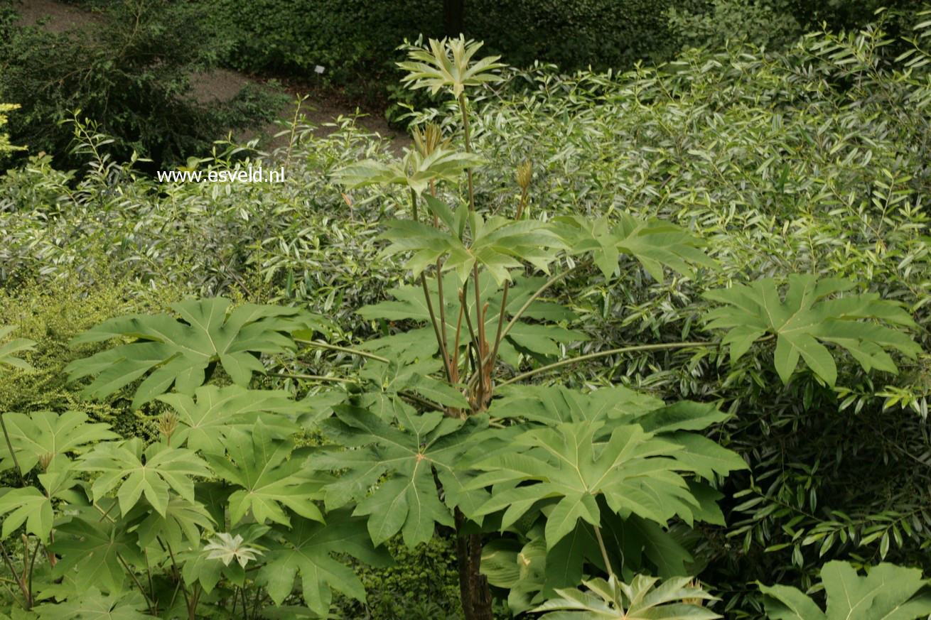 Tetrapanax papyrifer