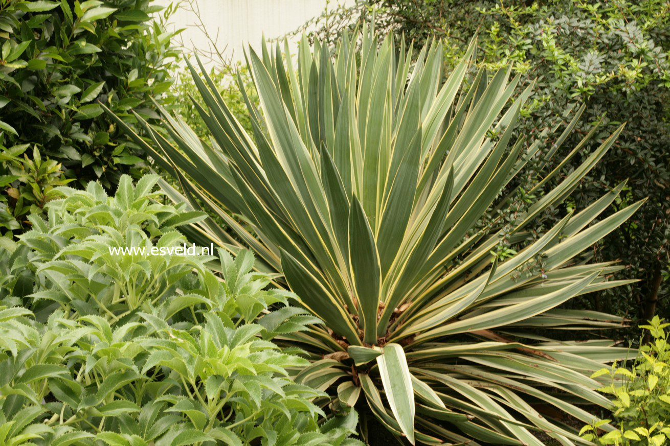 Yucca gloriosa 'Variegata'
