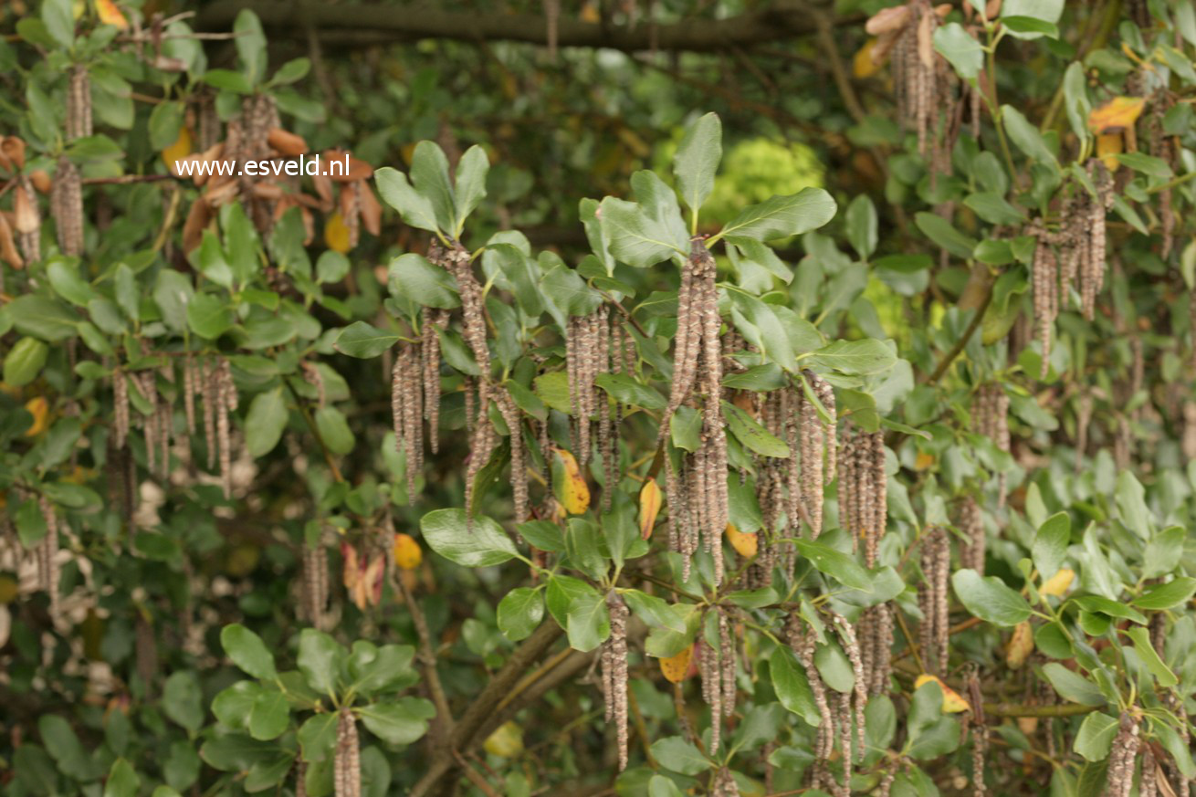 Garrya elliptica