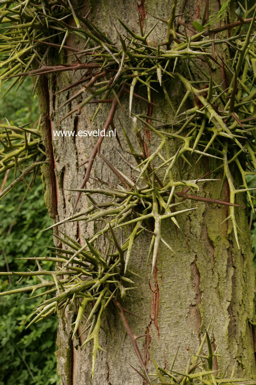 Gleditsia triacanthos