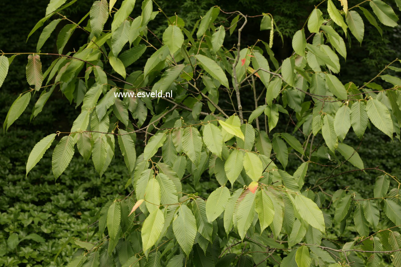 Carpinus fangiana