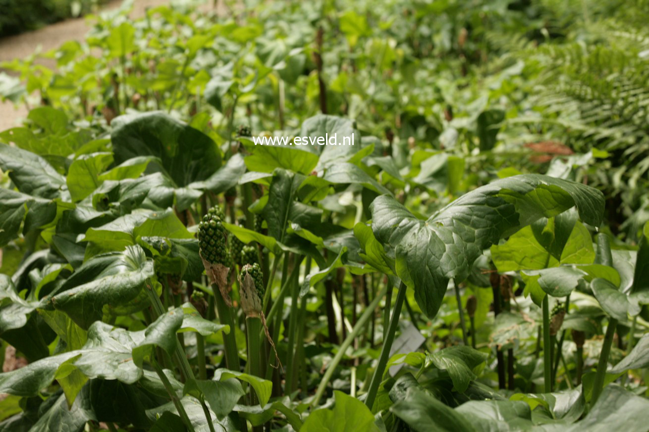 Arum italicum