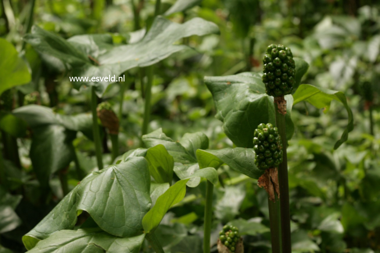 Arum italicum