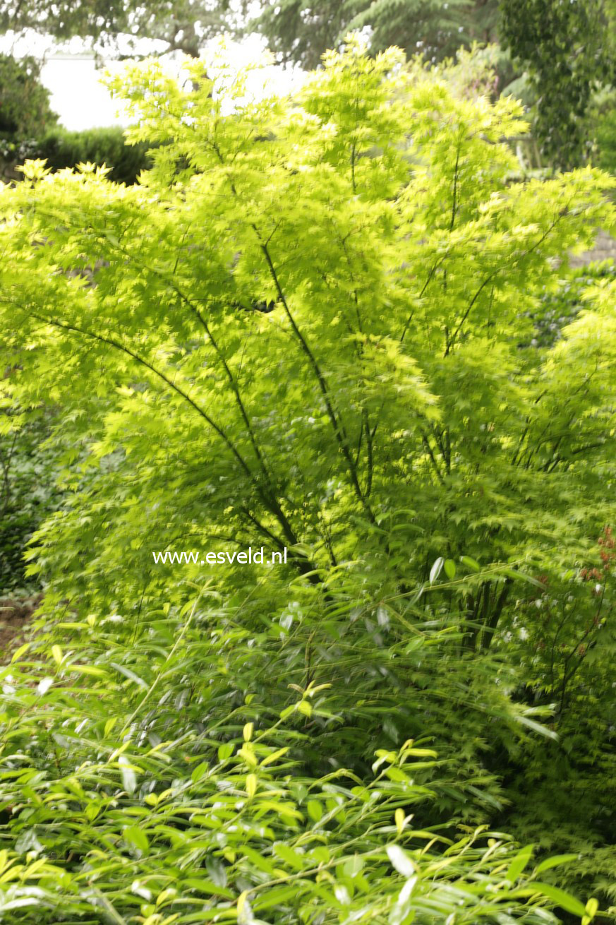 Acer palmatum 'Orange Dream'