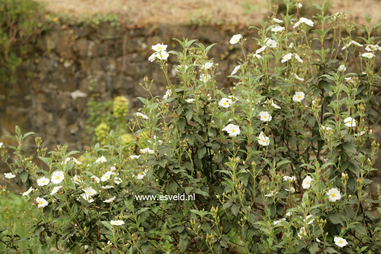 Cistus laurifolius