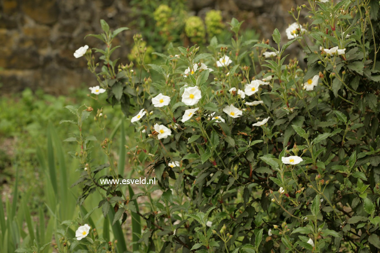 Cistus laurifolius