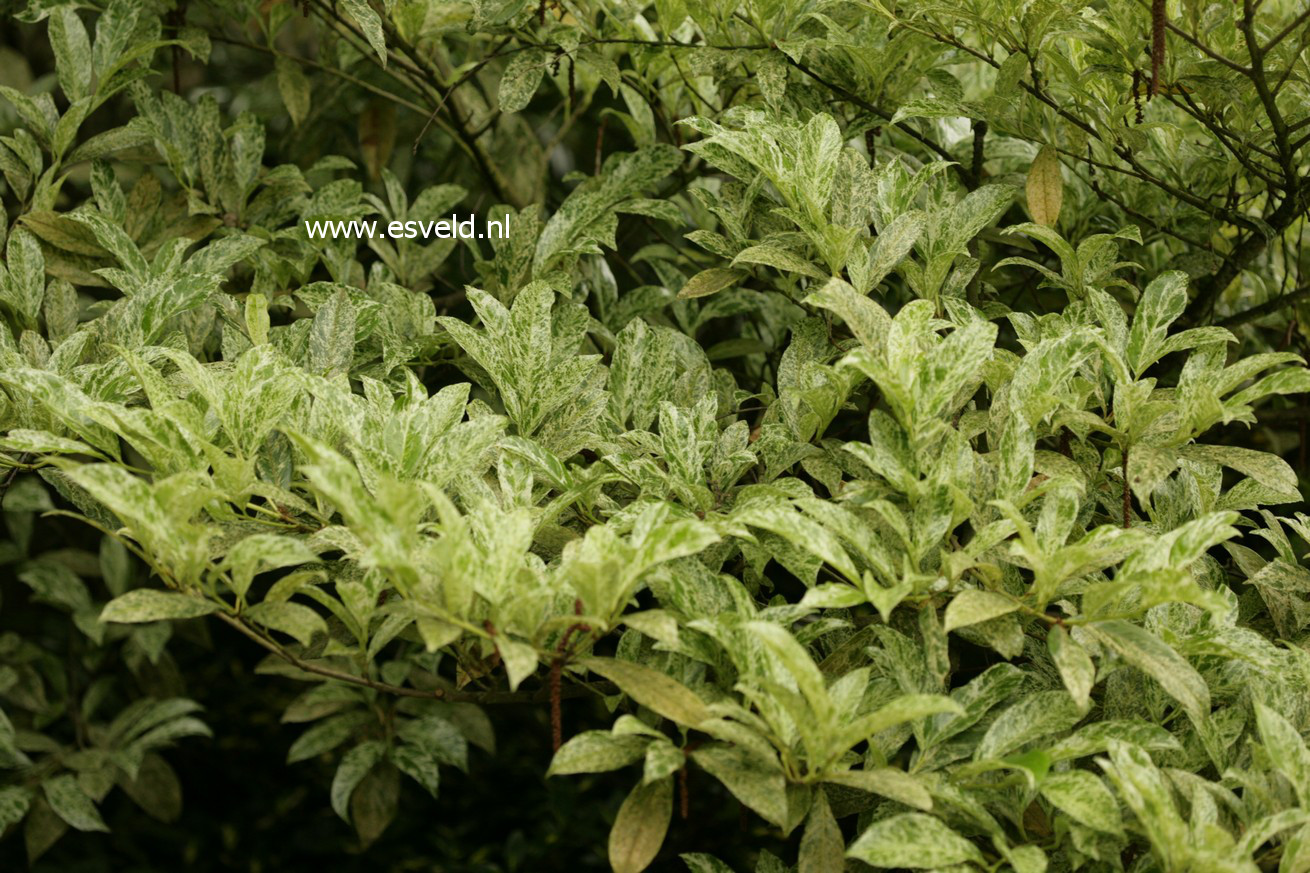 Prunus laurocerasus 'Marbled White'