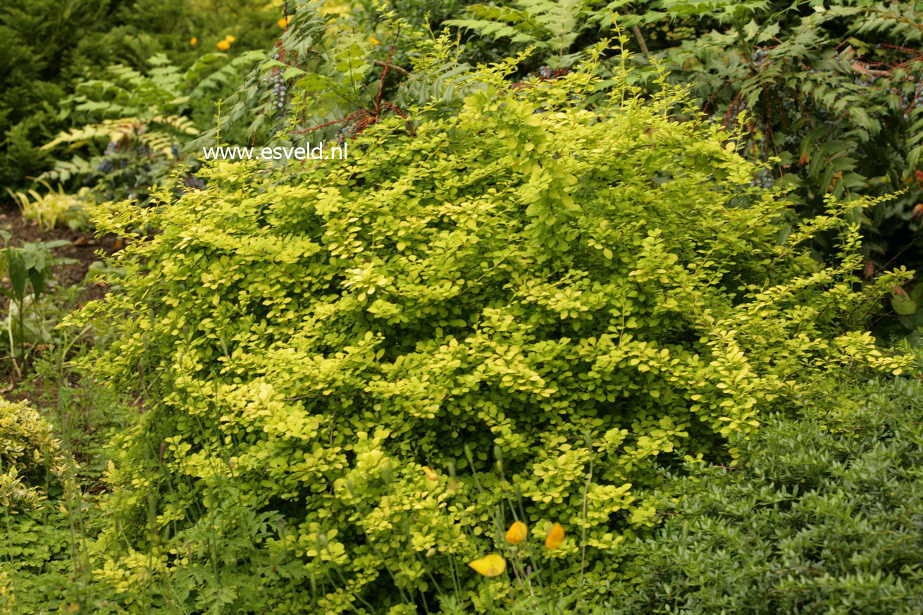 Berberis thunbergii 'Aurea'