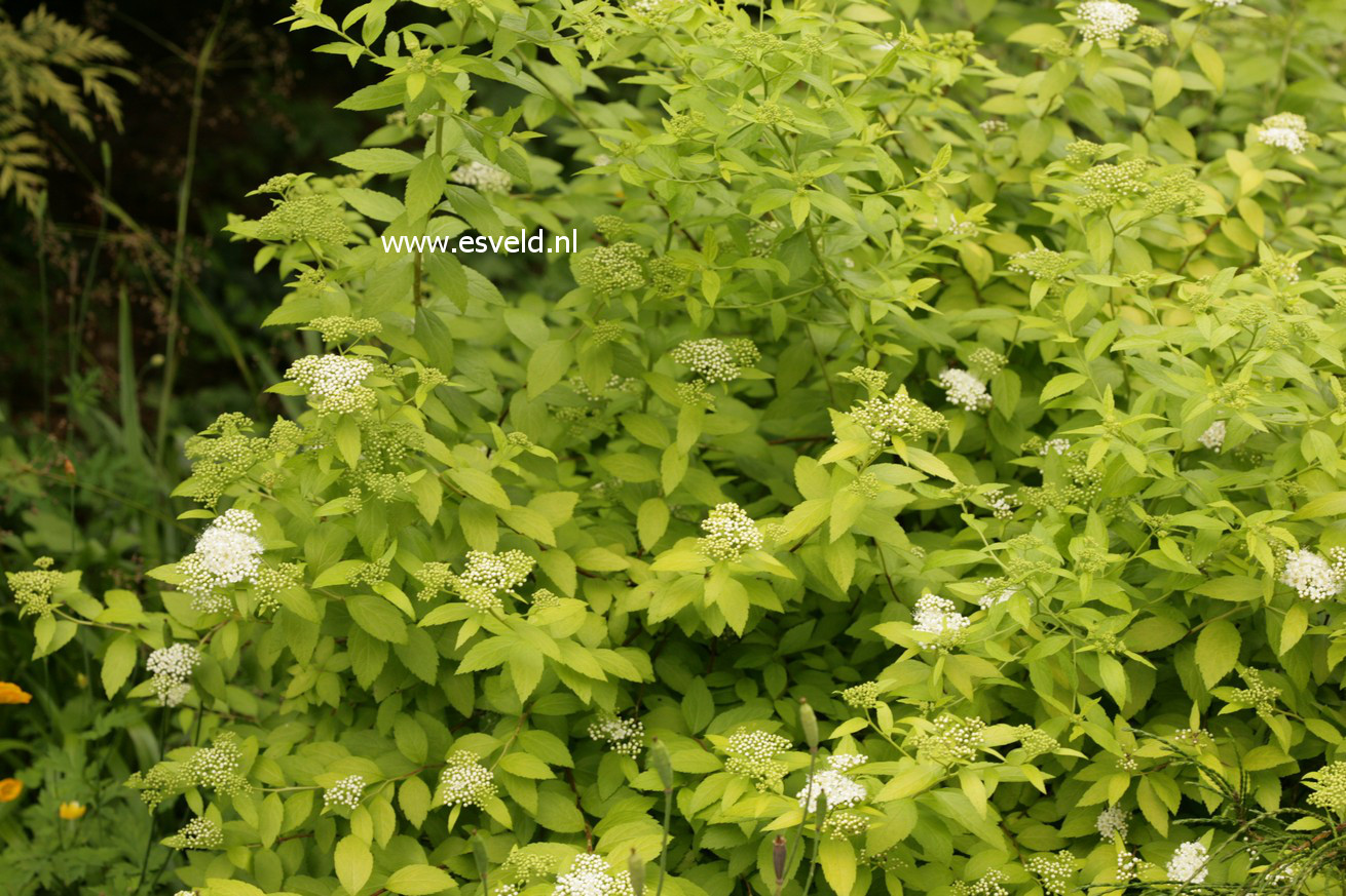 Spiraea japonica 'White Gold' (39261)