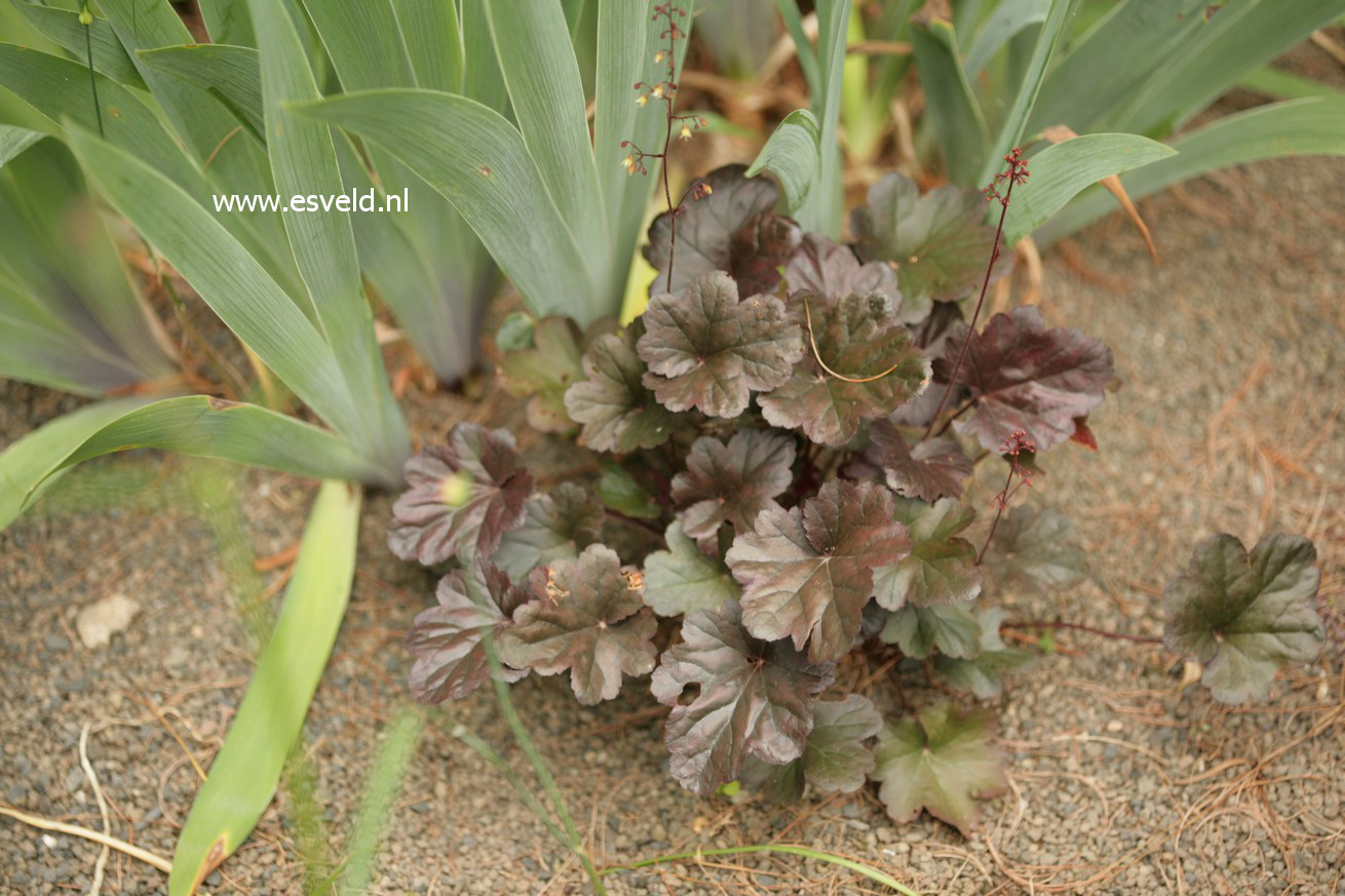 Heuchera 'Obsidian'