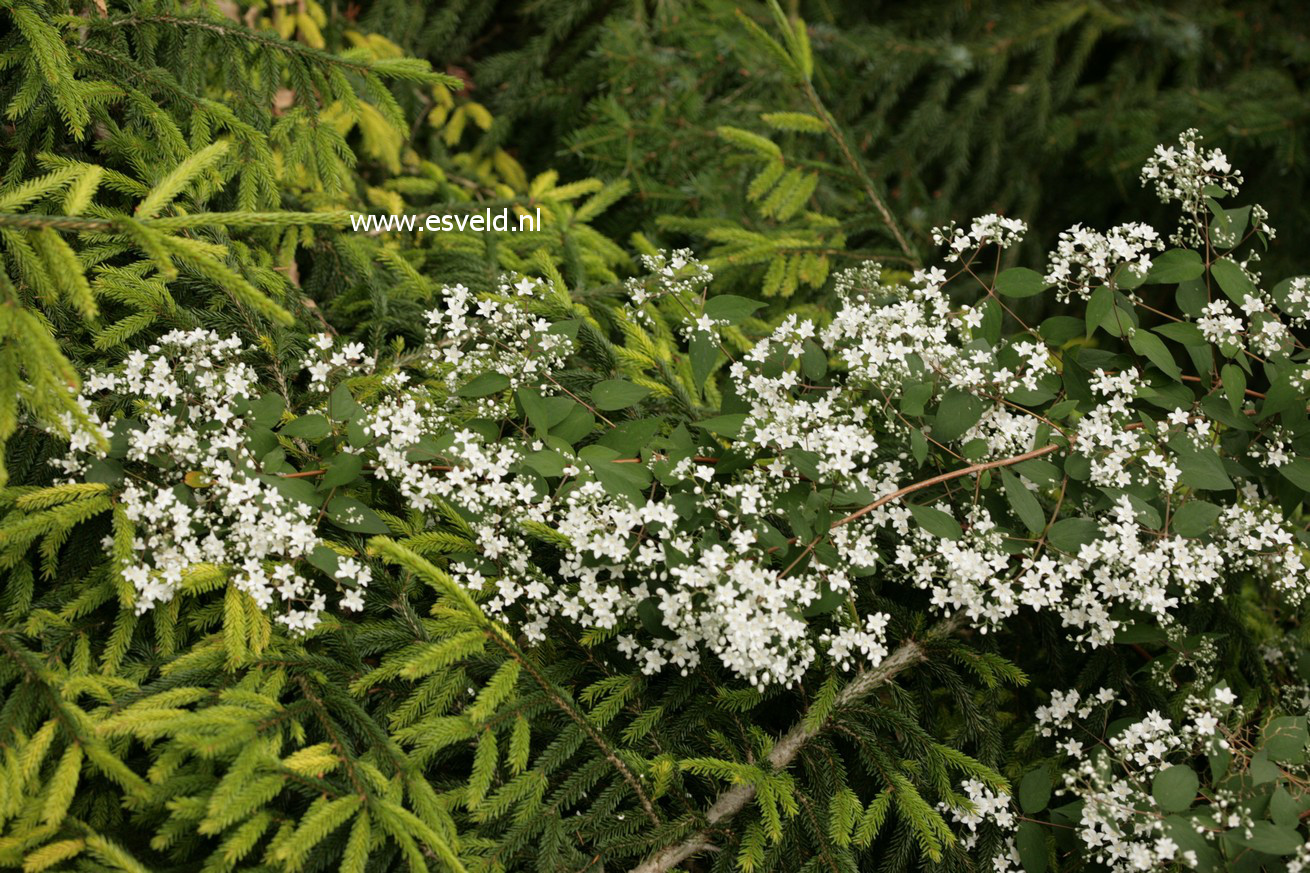 Deutzia setchuenensis corymbiflora