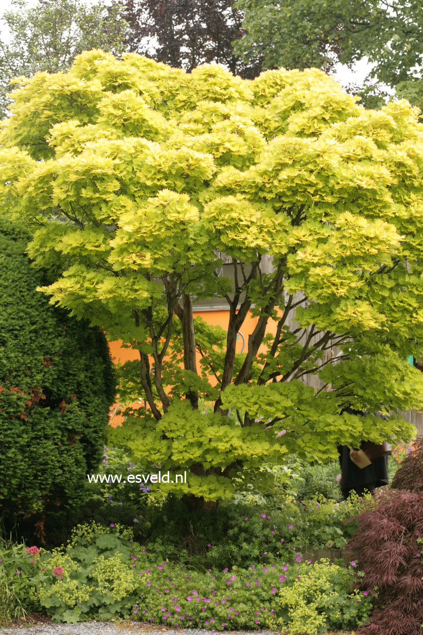 Acer shirasawanum 'Aureum'