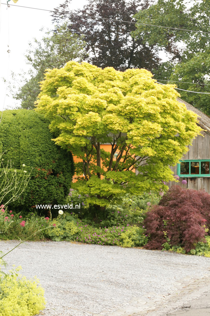 Acer shirasawanum 'Aureum'