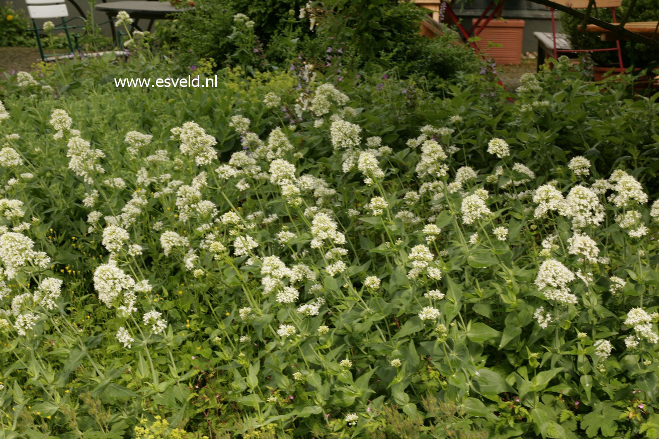 Centranthus ruber 'Albus'