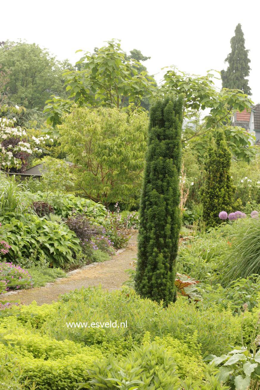 Taxus baccata 'Fastigiata'