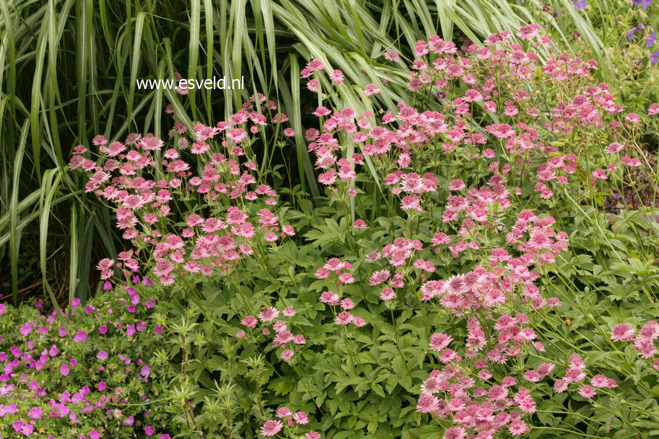 Astrantia major 'Roma'