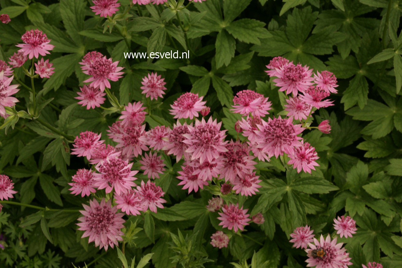 Astrantia major 'Roma'