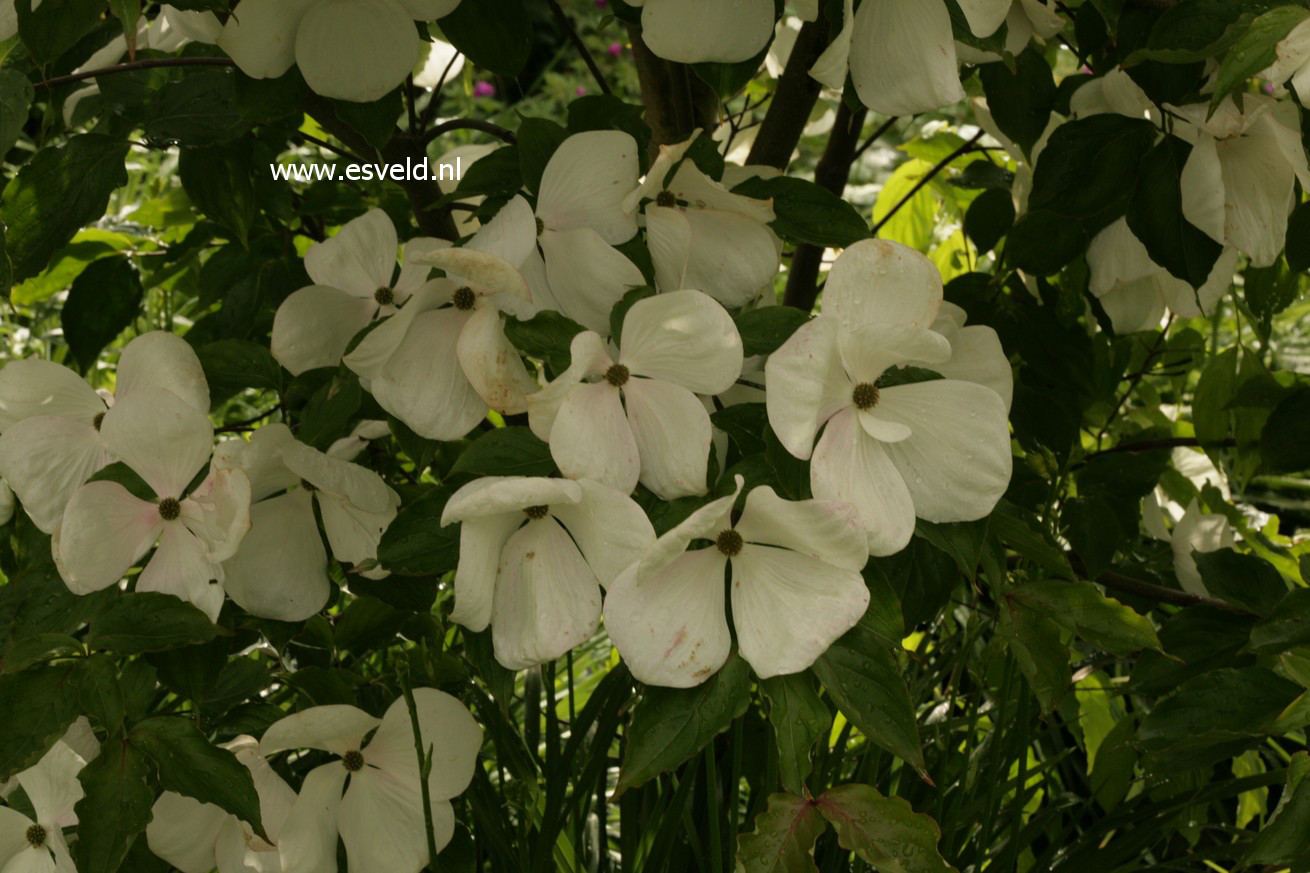 Cornus 'KN-30-8' (VENUS)