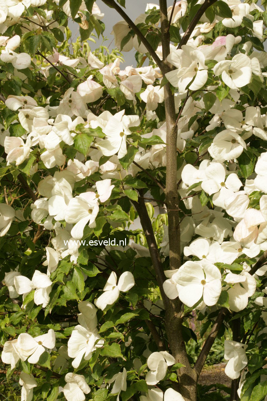 Cornus 'KN-30-8' (VENUS)