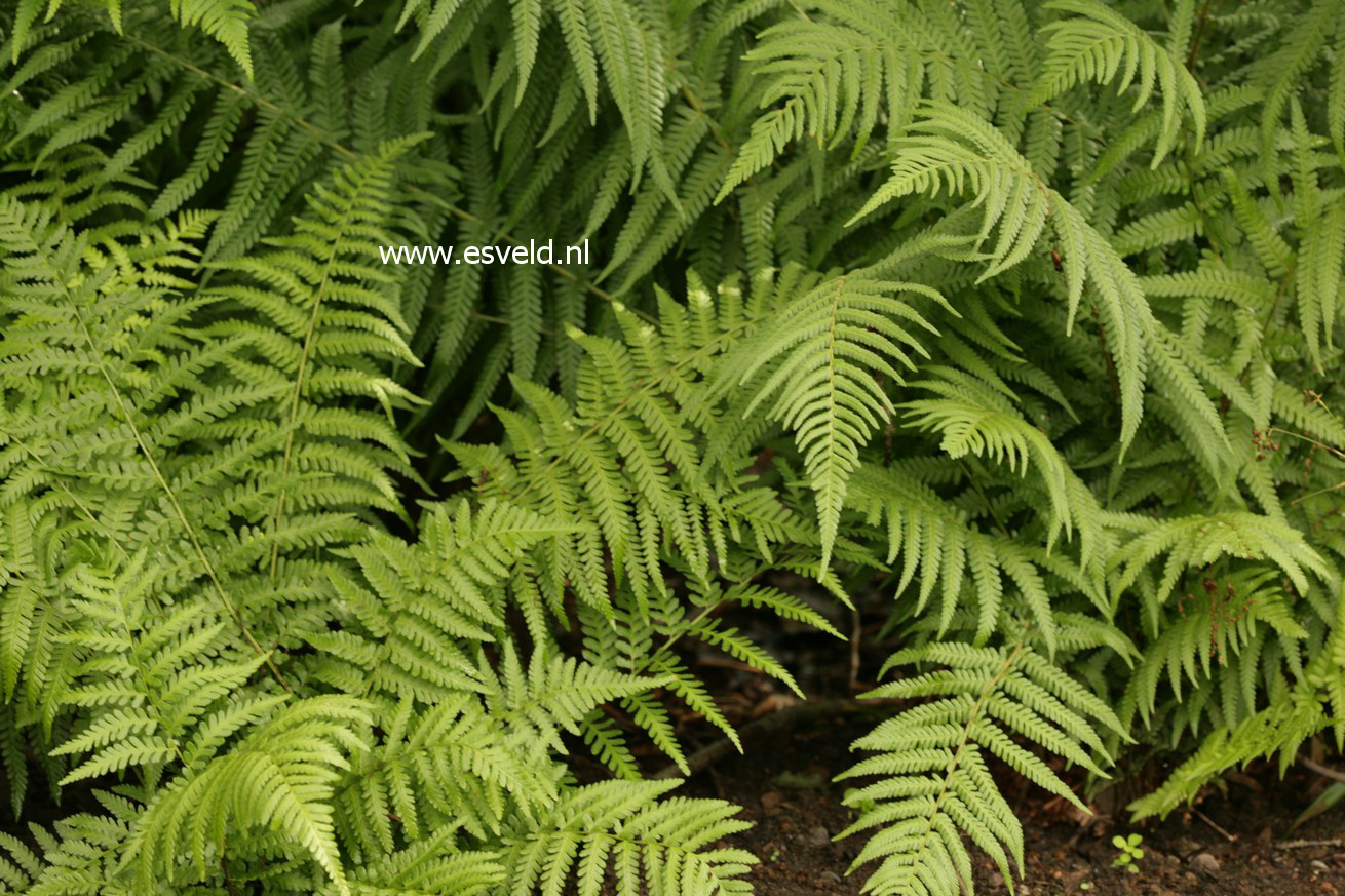 Dryopteris filix-mas